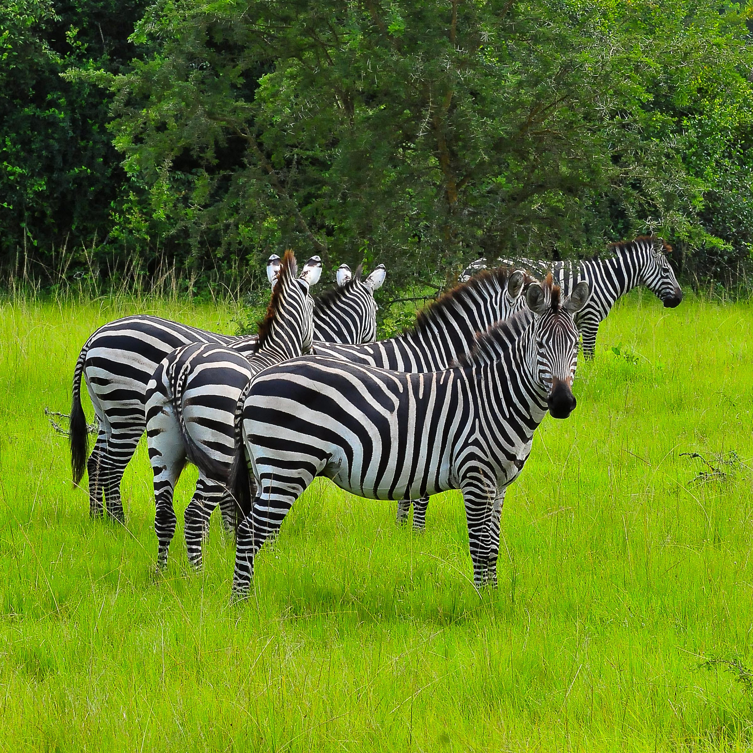 Zebra at Lake Mburo — Medium Photographic Safaris Uganda